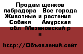 Продам щенков лабрадора - Все города Животные и растения » Собаки   . Амурская обл.,Мазановский р-н